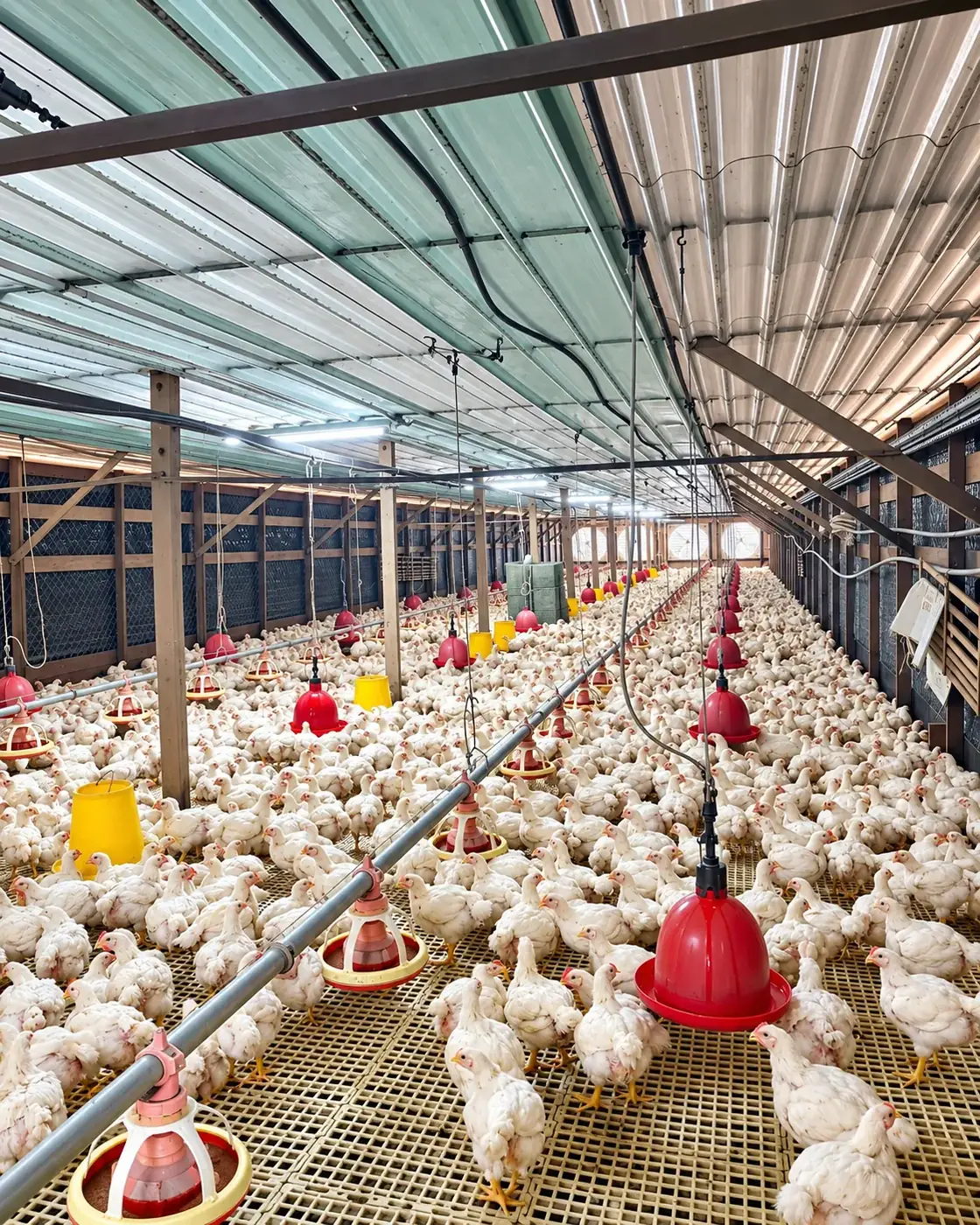 Inside the Kim Yoon Soon chicken house: broilers in Rantau, Negeri Sembilan
